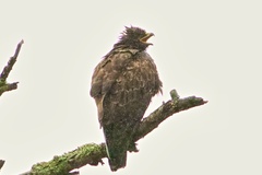 Hieraaetus wahlbergi