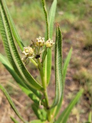 Xysmalobium undulatum