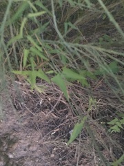 Funastrum heterophyllum