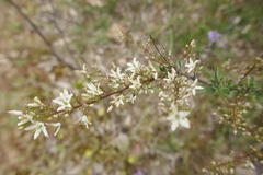 Bursaria spinosa spinosa