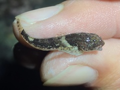 Artedius notospilotus