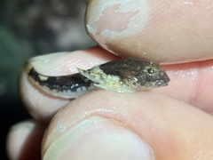 Artedius notospilotus