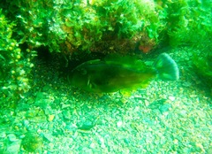 Meuschenia freycineti