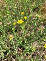 Osteospermum muricatum