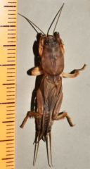 Gryllotalpa