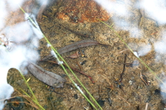 Pseudophryne australis