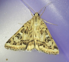 Protoschinia nuchalis