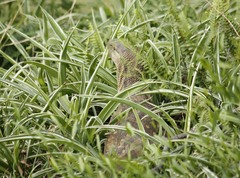 Varanus albigularis albigularis