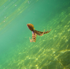 Hapalochlaena maculosa