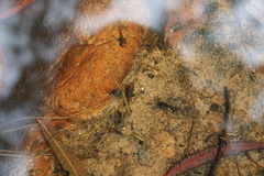 Pseudophryne australis