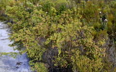 Passerina corymbosa