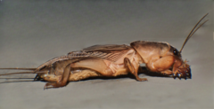 Gryllotalpa