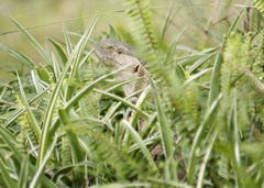 Varanus albigularis albigularis