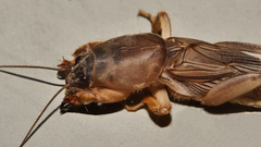 Gryllotalpa