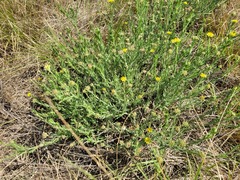 Osteospermum muricatum