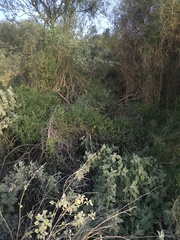 Funastrum heterophyllum