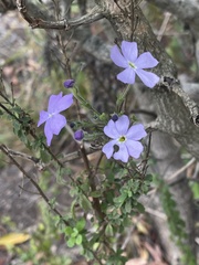 Jamesbrittenia grandiflora