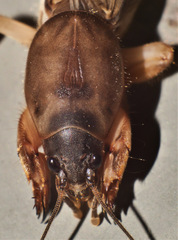 Gryllotalpa