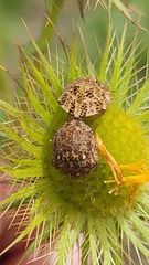 Sphaerocoris testudogrisea