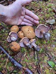 Thaxterogaster purpurascens