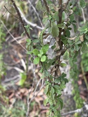 Jamesbrittenia grandiflora