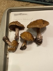 Thaxterogaster purpurascens