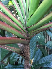 Cordyline