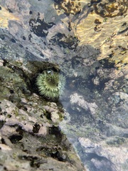 Anthopleura