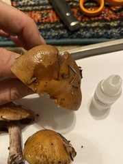 Thaxterogaster purpurascens