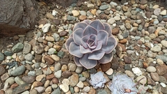 Eudemeae