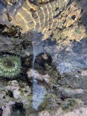 Anthopleura