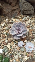 Eudemeae