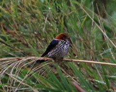 Cecropis abyssinica