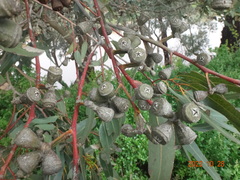 Eucalyptus gomphocephala