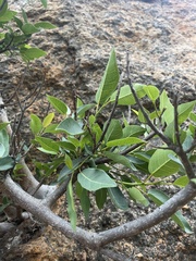 Ficus salicifolia