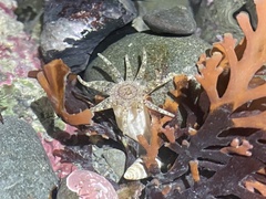 Halcampa decemtentaculata