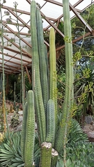 Trichocereus macrogonus