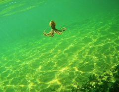 Hapalochlaena maculosa