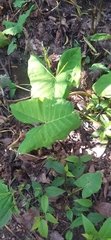 Xanthosoma