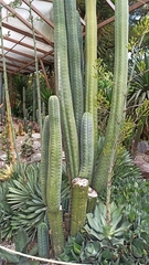 Trichocereus macrogonus