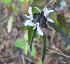 Tetramerium