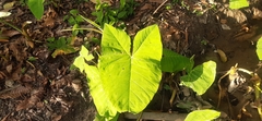 Xanthosoma