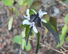 Tetramerium