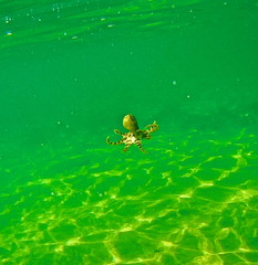 Hapalochlaena maculosa