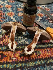 Thaxterogaster purpurascens