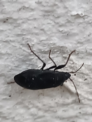 Lethaeus cribratissimus