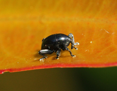 Trigonopterus