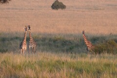 Giraffa camelopardalis tippelskirchi