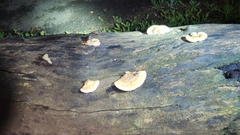 Trametes cubensis