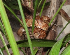 Trimorphodon paucimaculatus